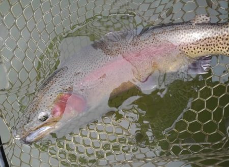 大安トラウトレイク 釣果
